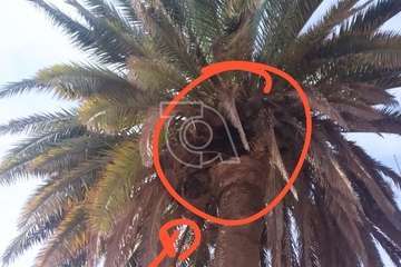 El viento derriba ramas de una 